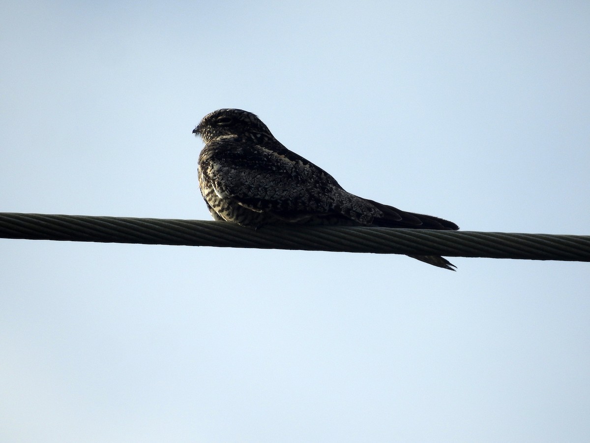 Common Nighthawk - ML257175181