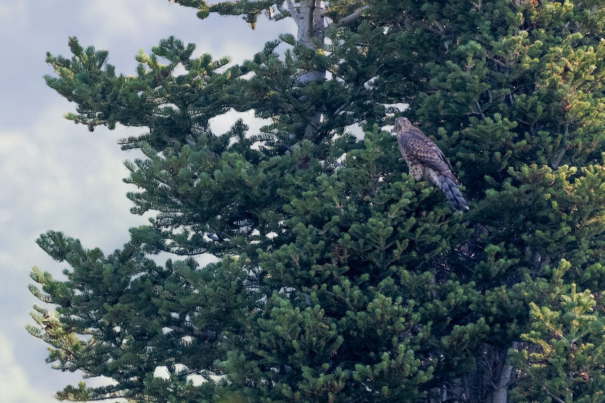 American Goshawk - ML257176091