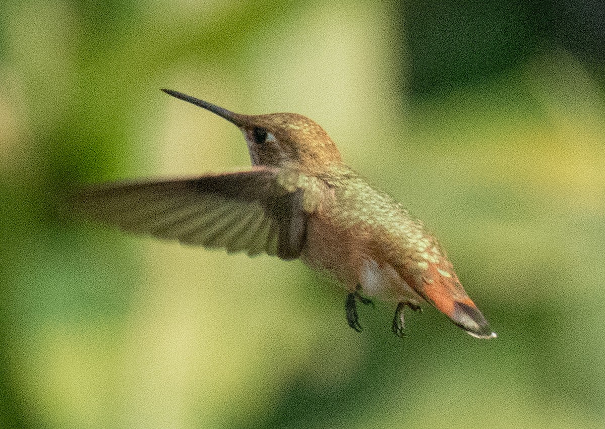 Rufous Hummingbird - ML257180441
