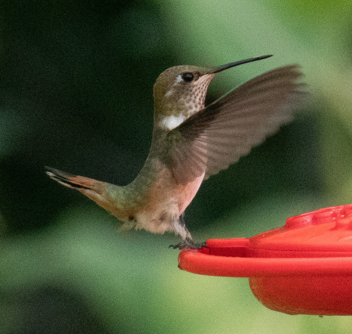 Rufous Hummingbird - ML257180461