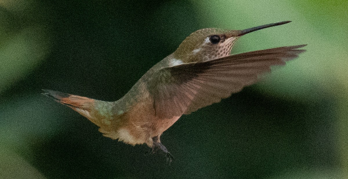 Rufous Hummingbird - ML257180521