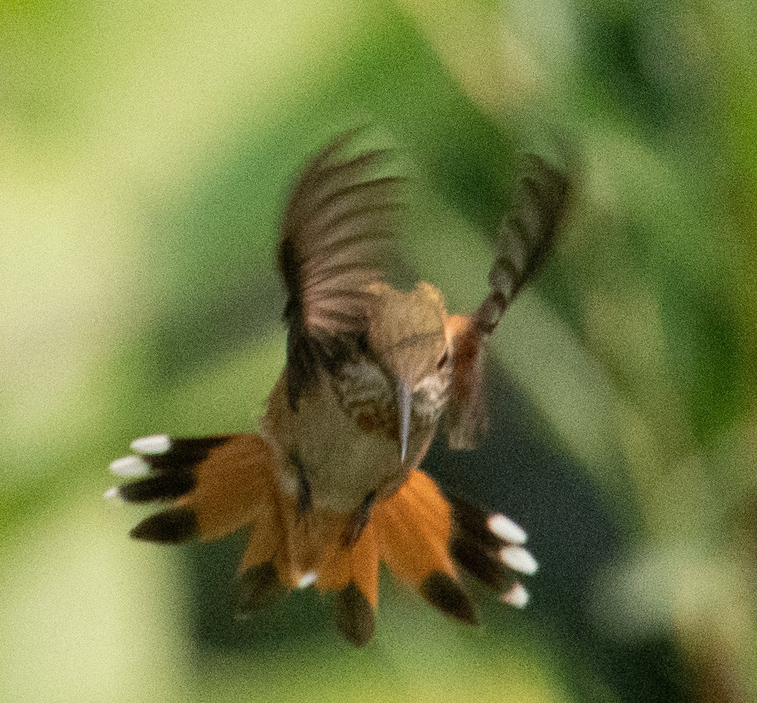 Rufous Hummingbird - ML257180541