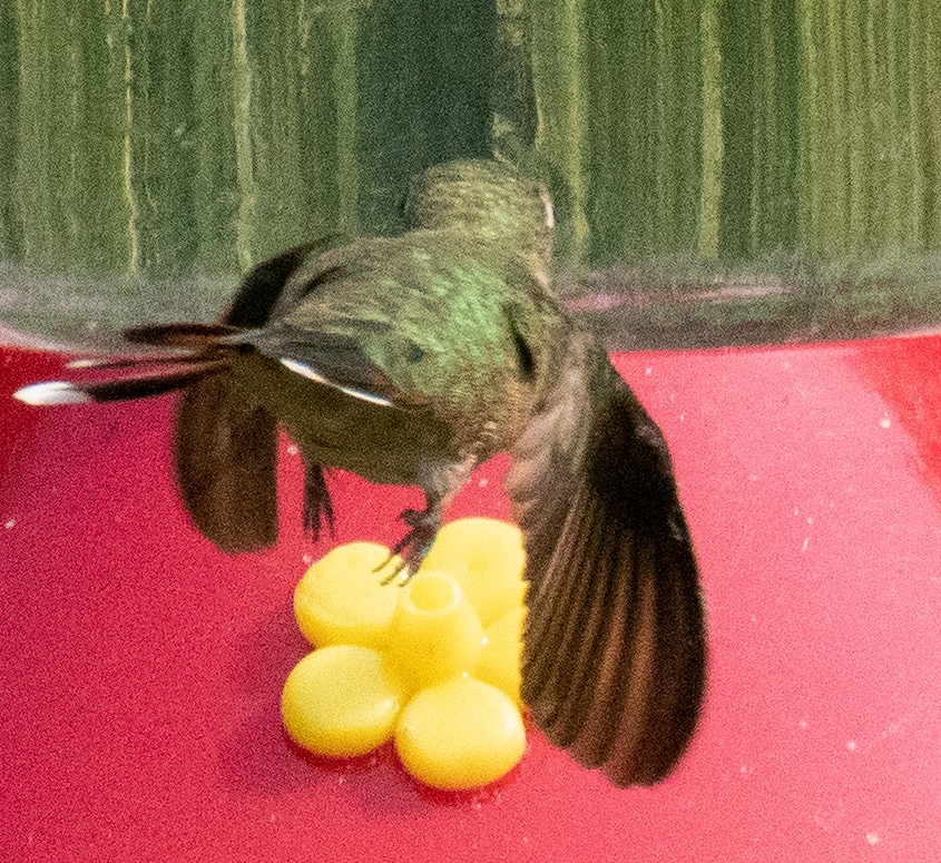 Calliope Hummingbird - ML257181211