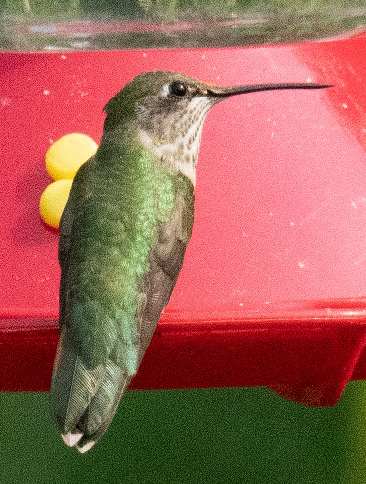 Calliope Hummingbird - ML257181251