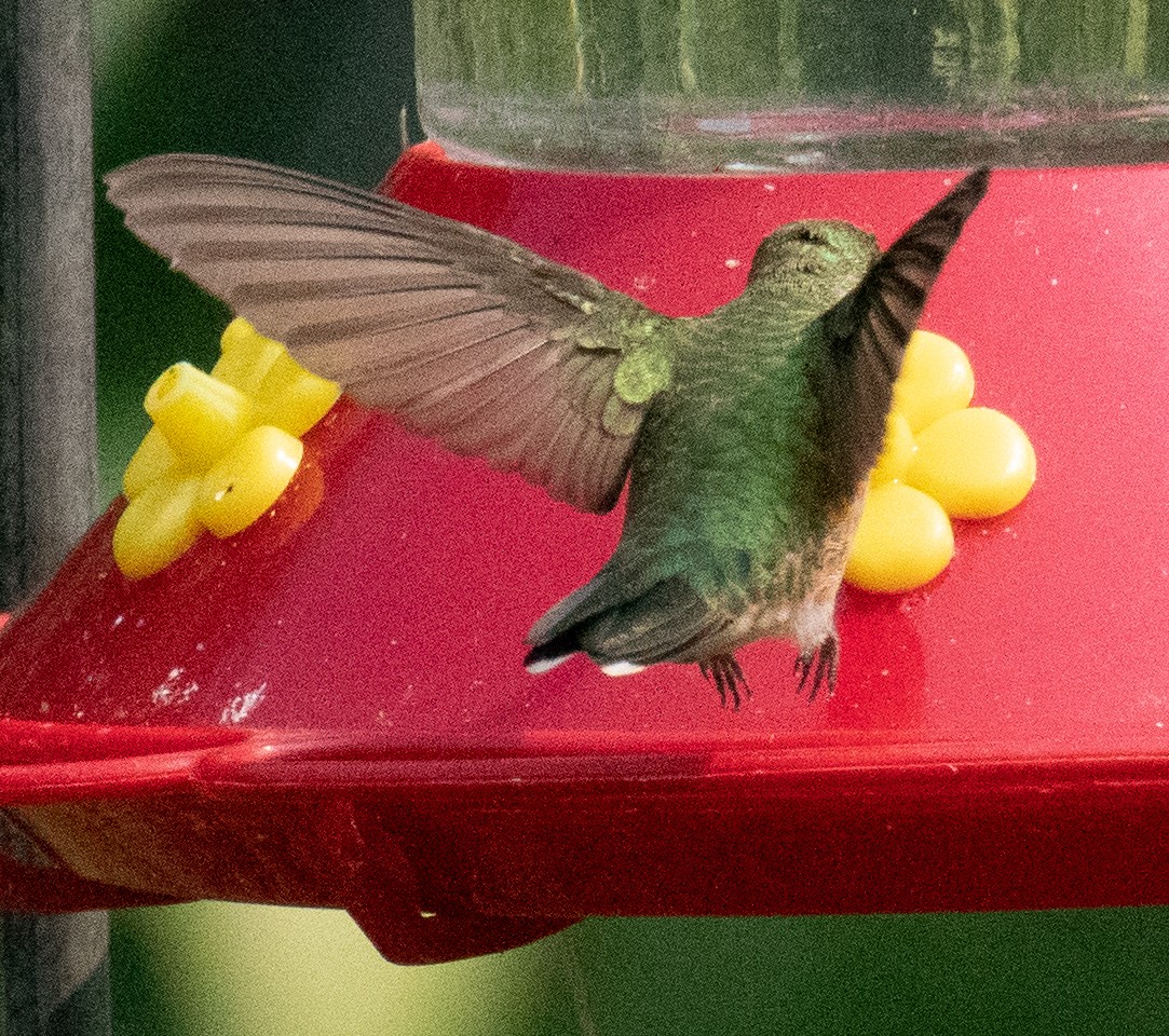Calliope Hummingbird - ML257181261