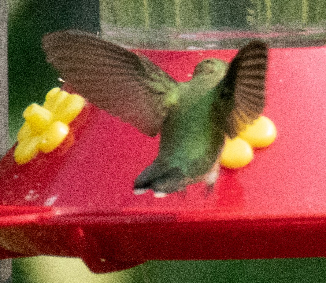 Calliope Hummingbird - ML257181291