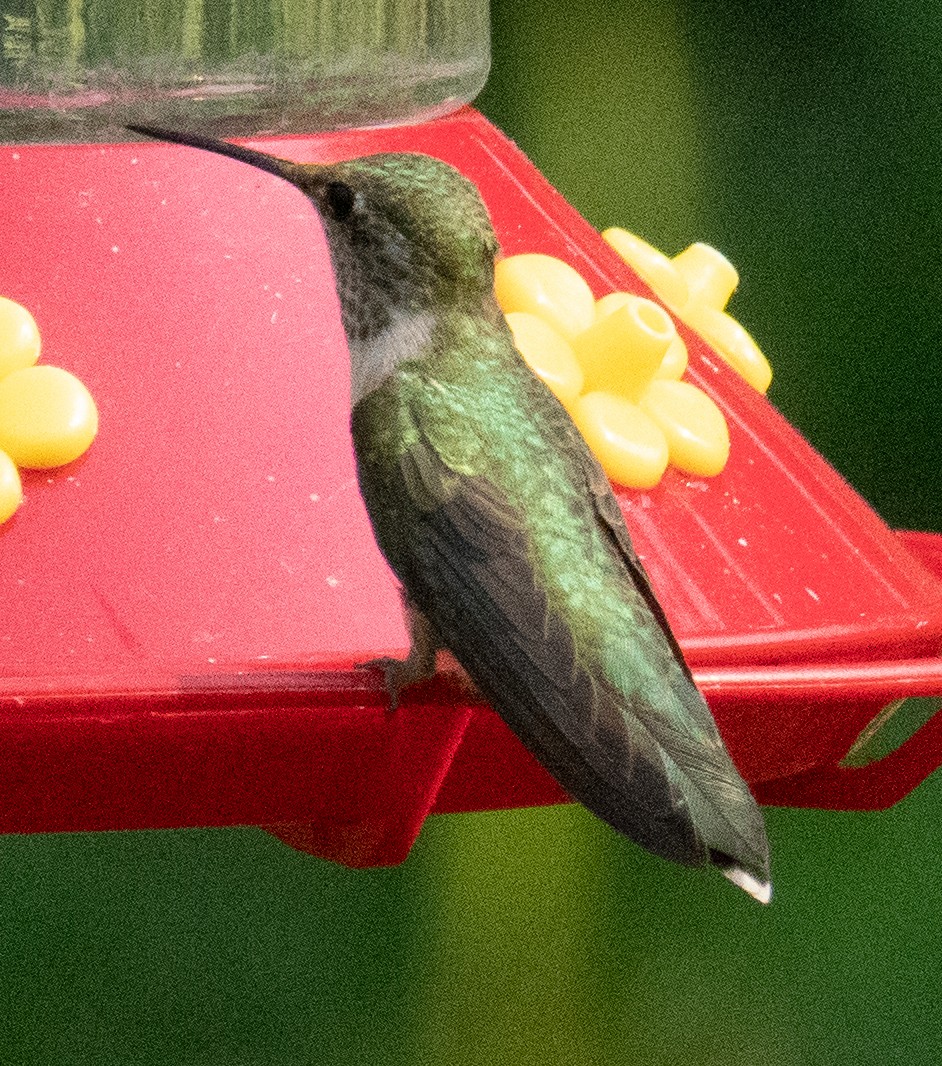 Calliope Hummingbird - ML257181301