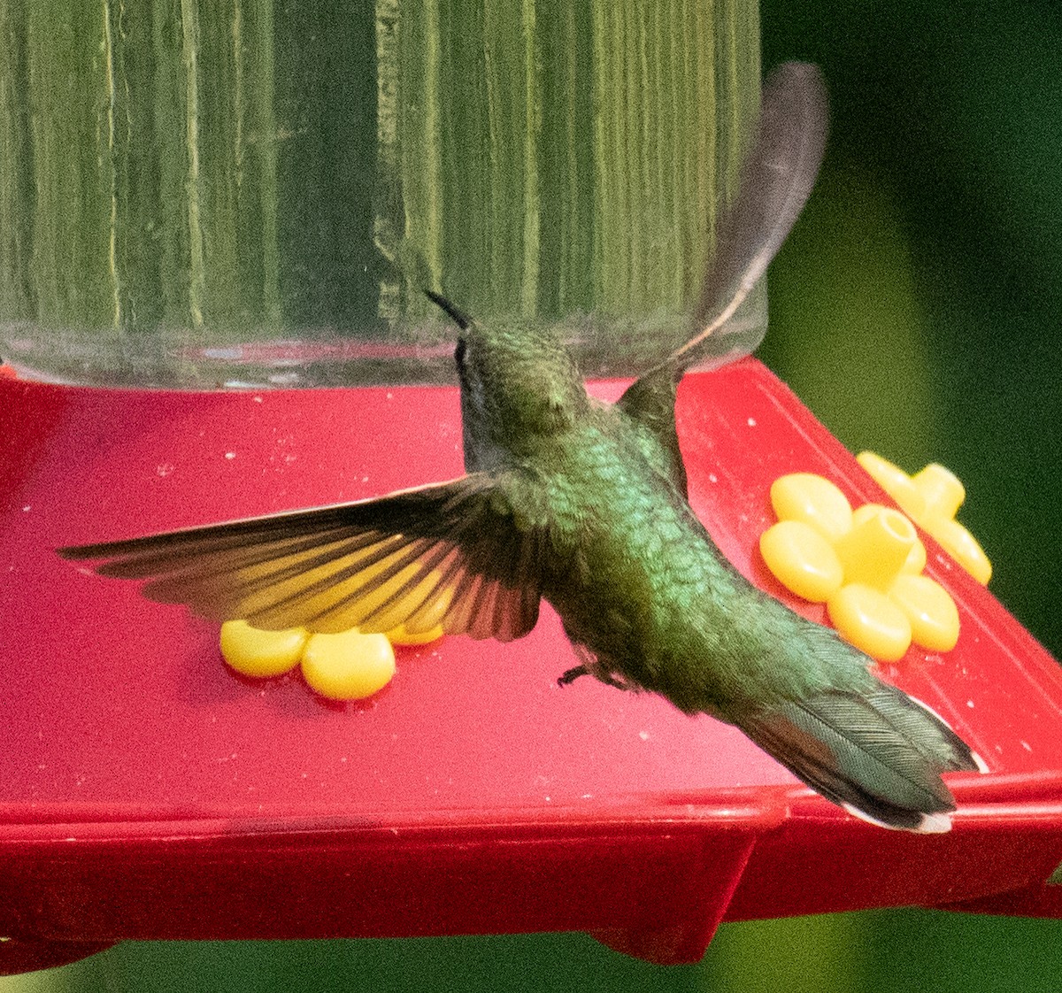 Calliope Hummingbird - ML257181311
