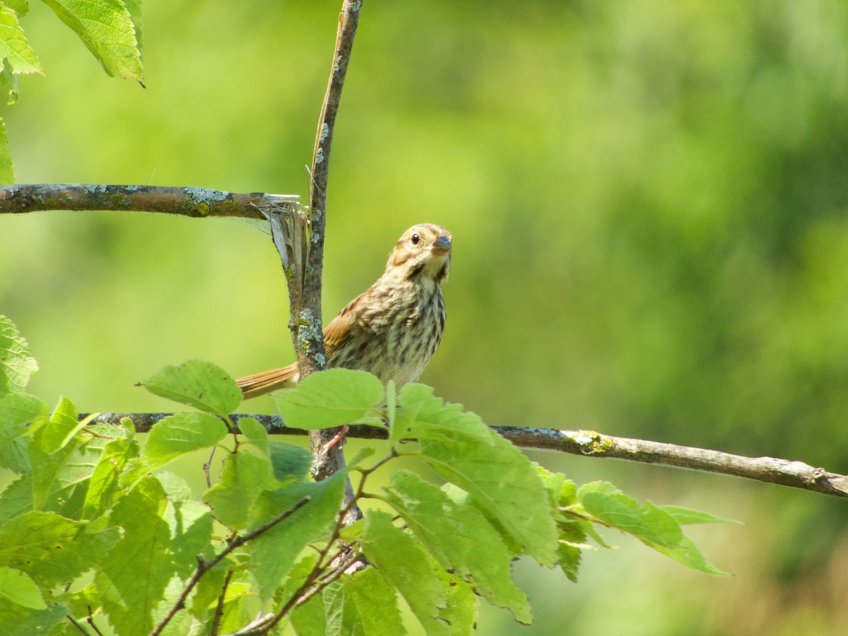 Song Sparrow - Douglass Gaking