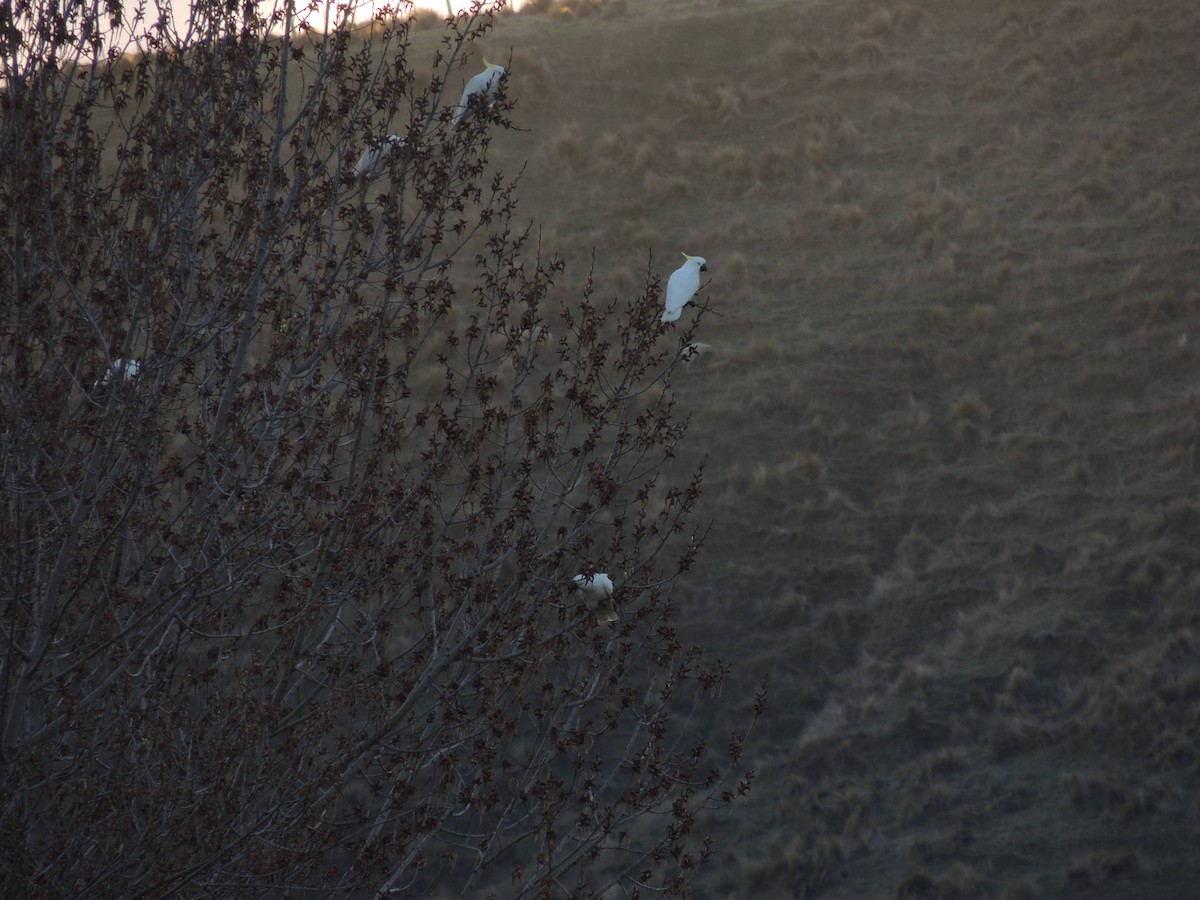 Sulphur-crested Cockatoo - ML257191771