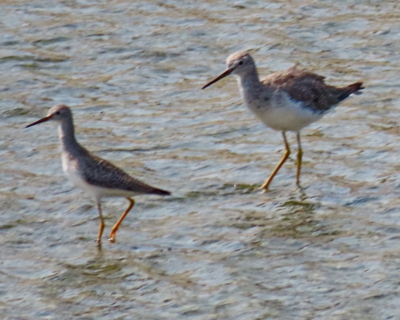 Lesser Yellowlegs - greg slak