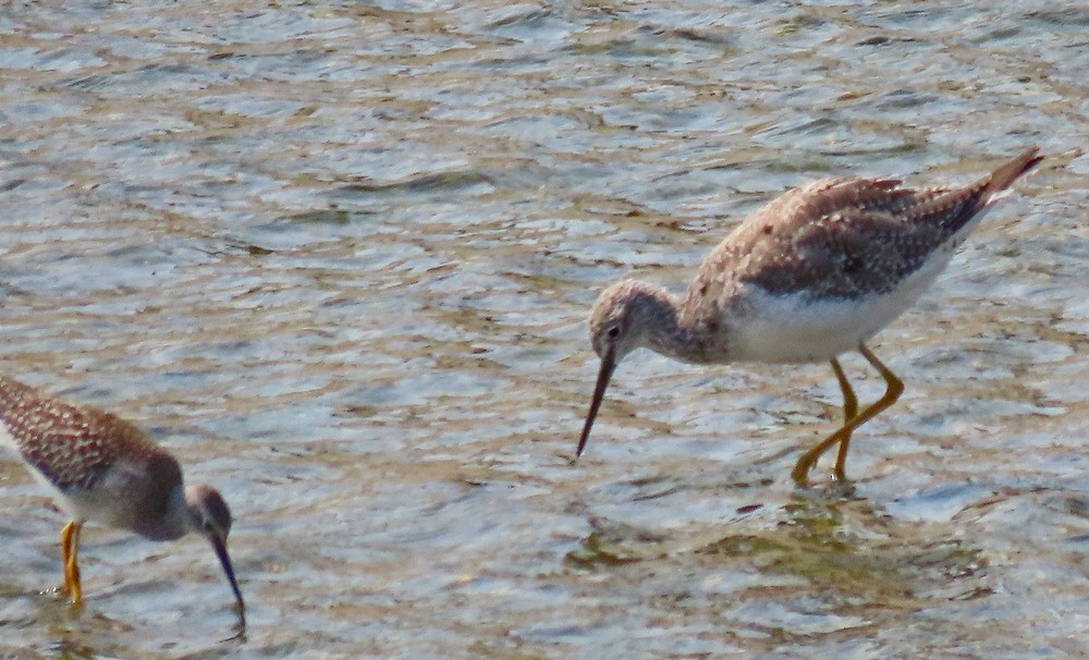 Lesser Yellowlegs - greg slak