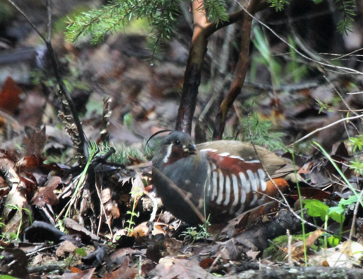 Mountain Quail - Robert Keiffer