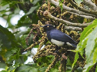 - Abbott's Starling