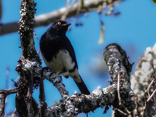  - Abbott's Starling