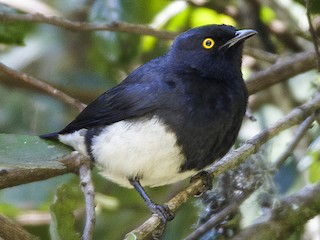  - Abbott's Starling