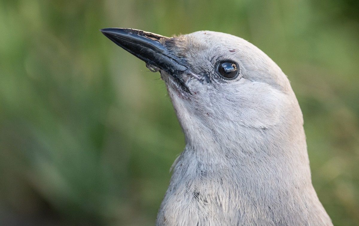 Clark's Nutcracker - ML257195801