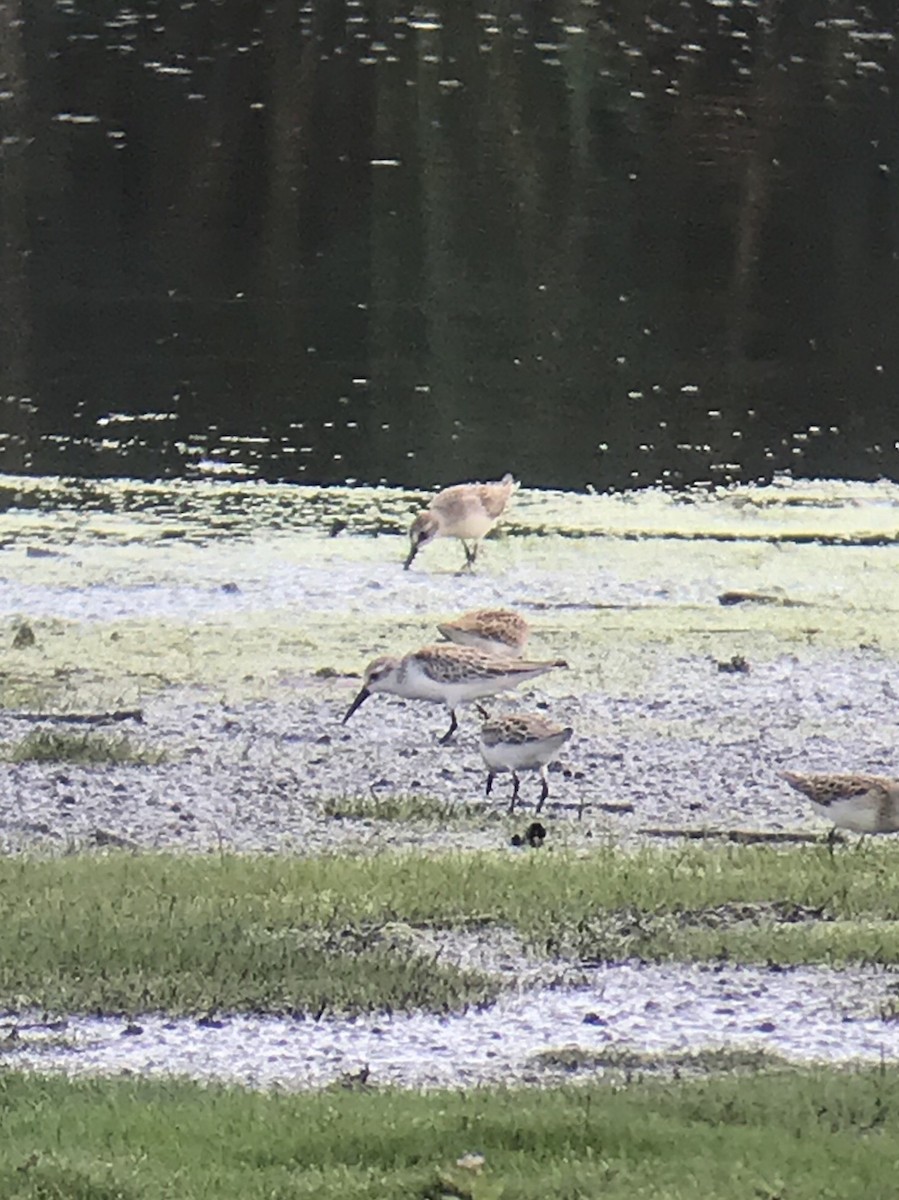 Western Sandpiper - ML257196521