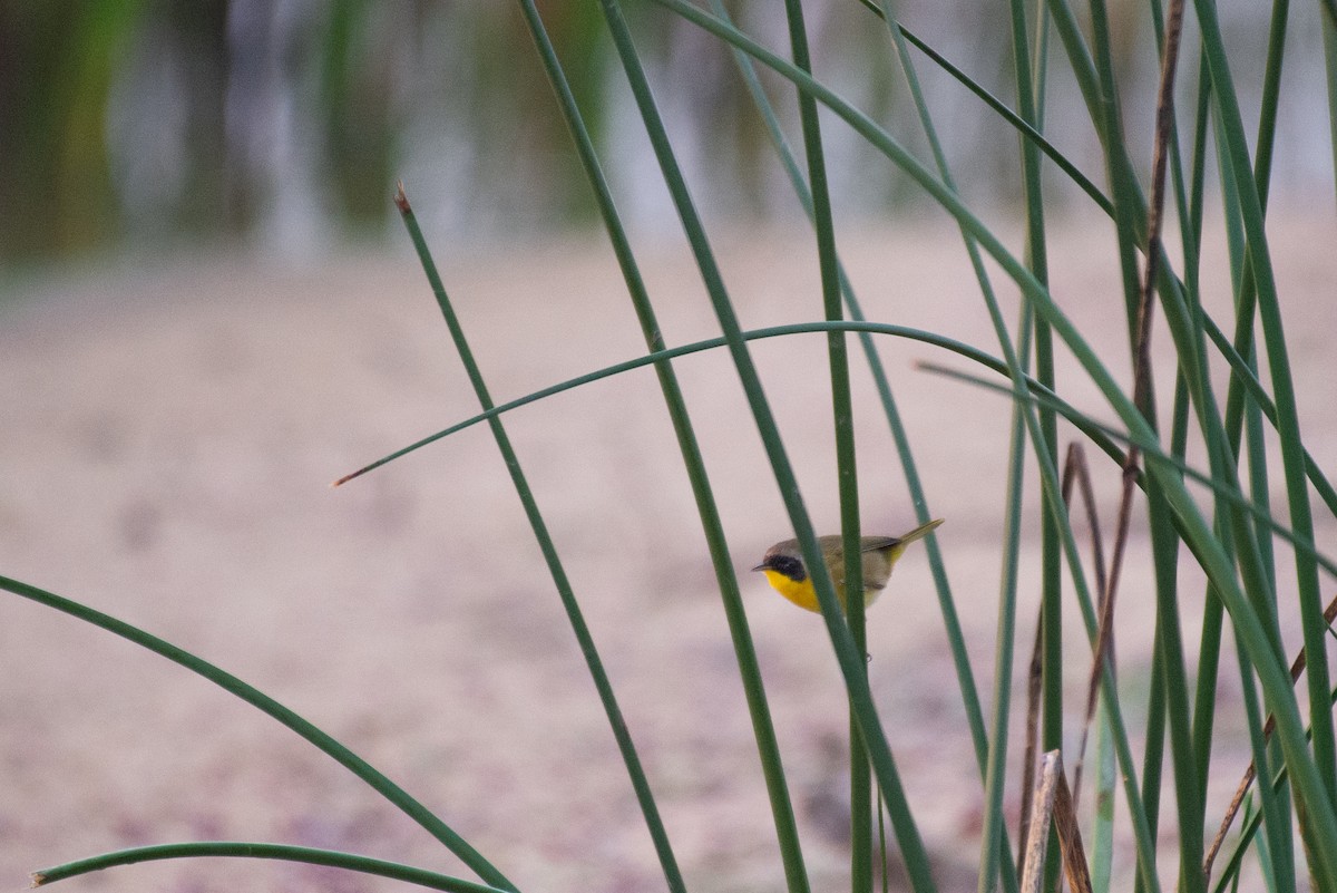 Common Yellowthroat - ML257197191