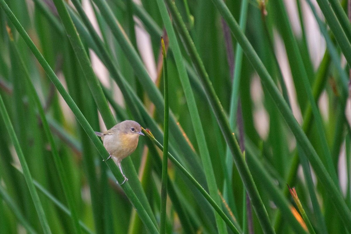 Common Yellowthroat - ML257197231