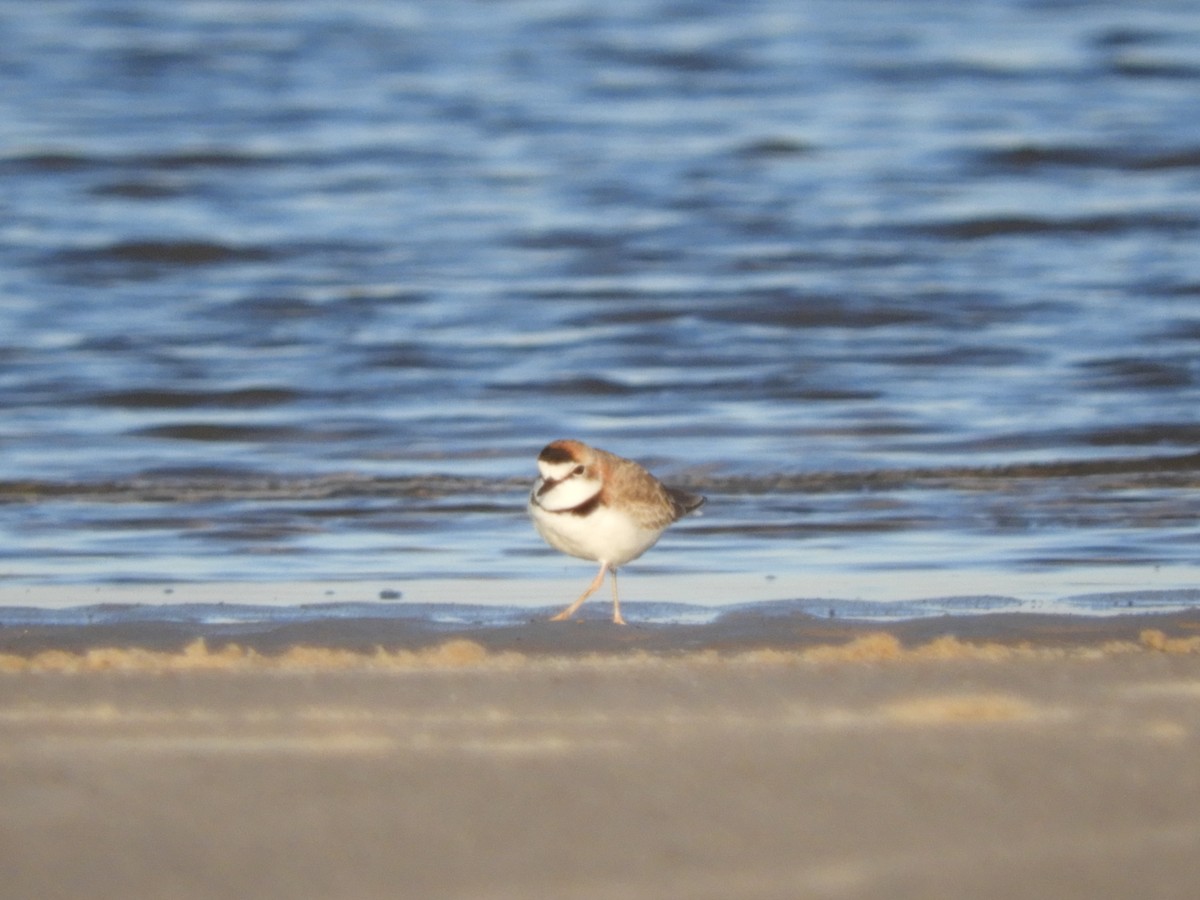 Collared Plover - ML257197921