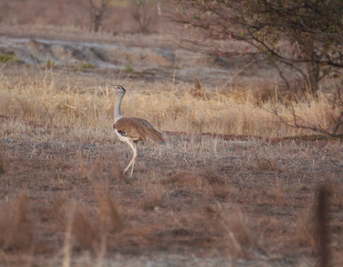 Australian Bustard - ML257198131