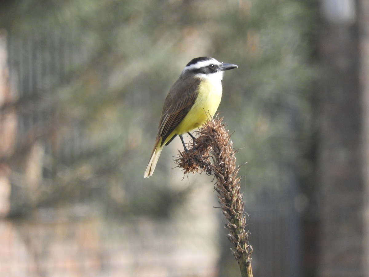 Great Kiskadee - ML257198271