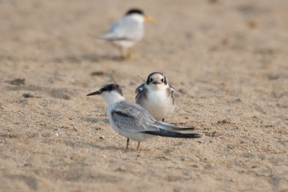 Black Tern - Herb Elliott