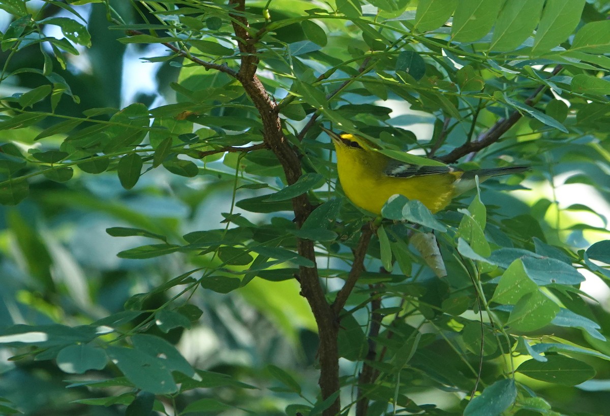 Blue-winged Warbler - ML257198711