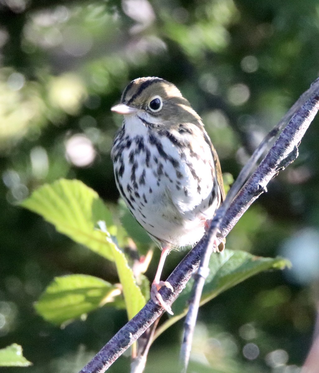 Ovenbird - ML257198741