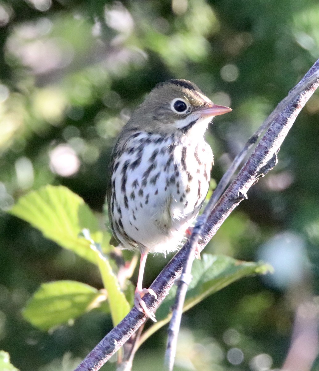 Ovenbird - ML257198791