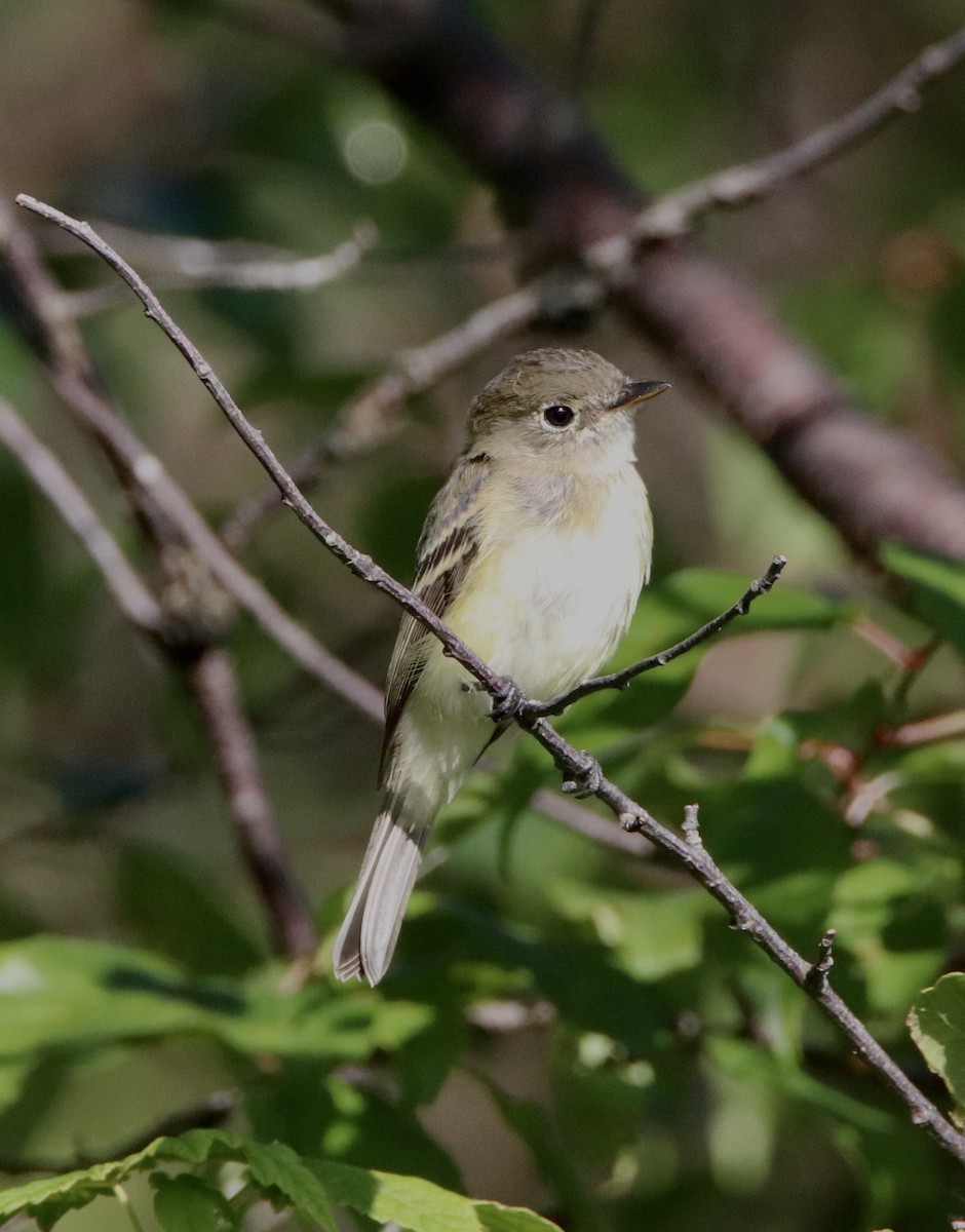 Alder Flycatcher - ML257198941