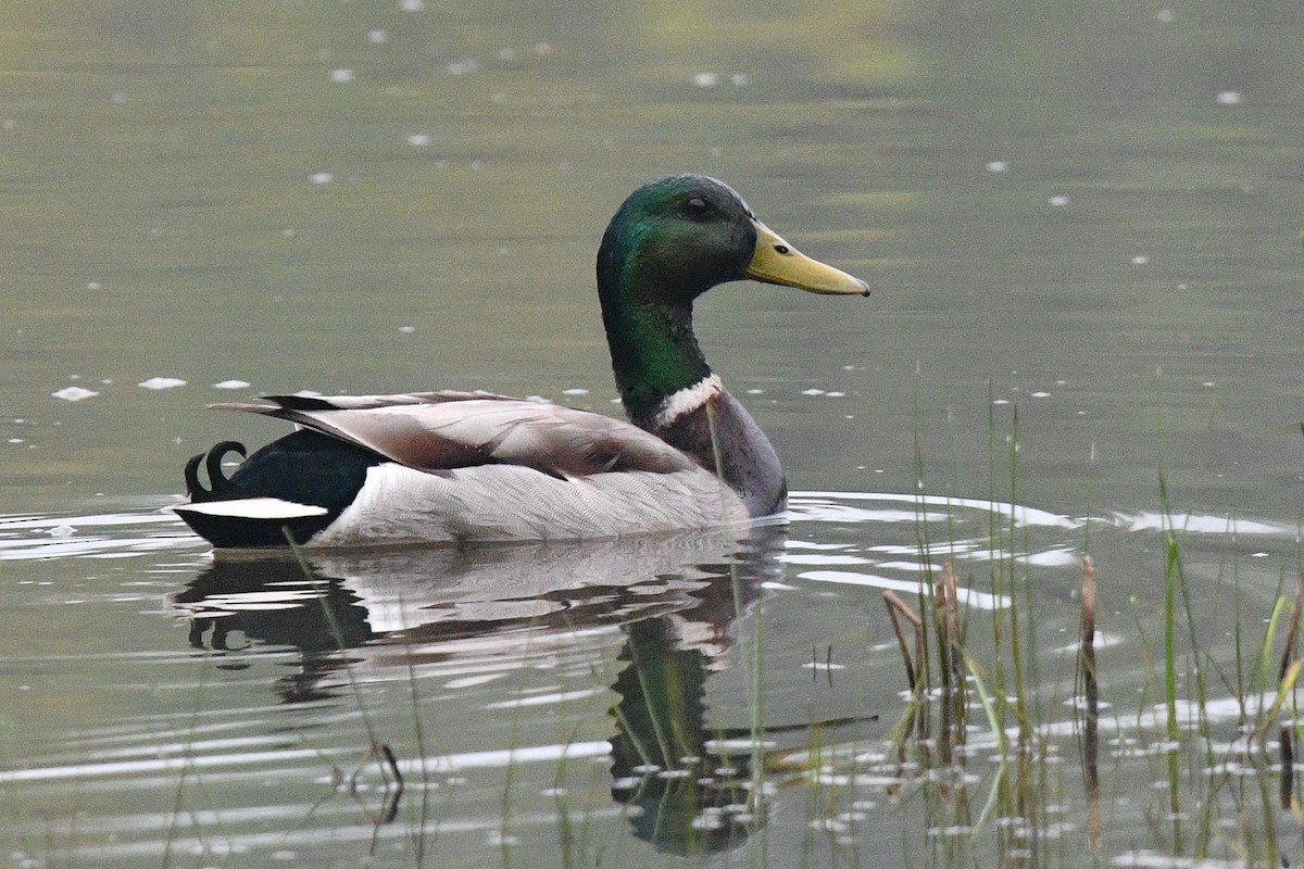 Mallard - George Chiu