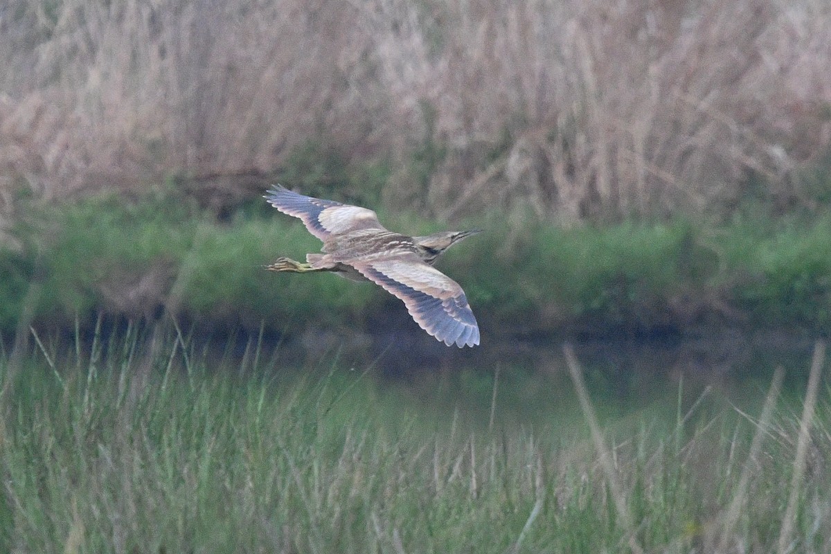 Schwarzbart-Rohrdommel - ML257200881