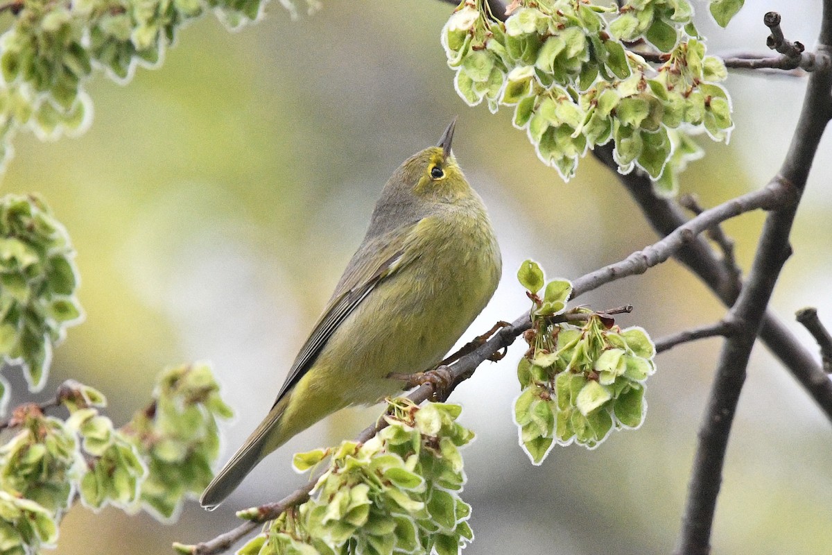 Orange-crowned Warbler - George Chiu