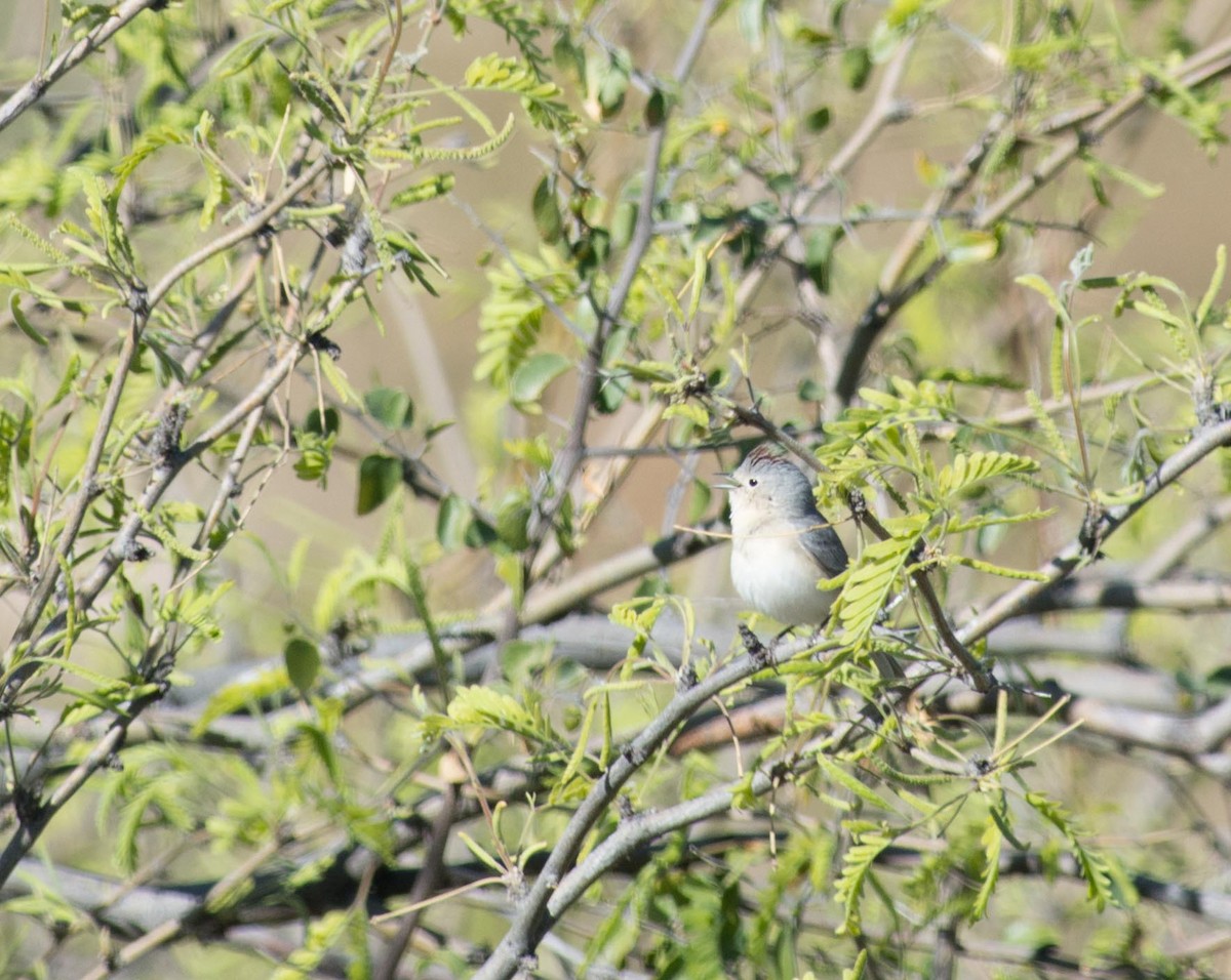Lucy's Warbler - ML25720251