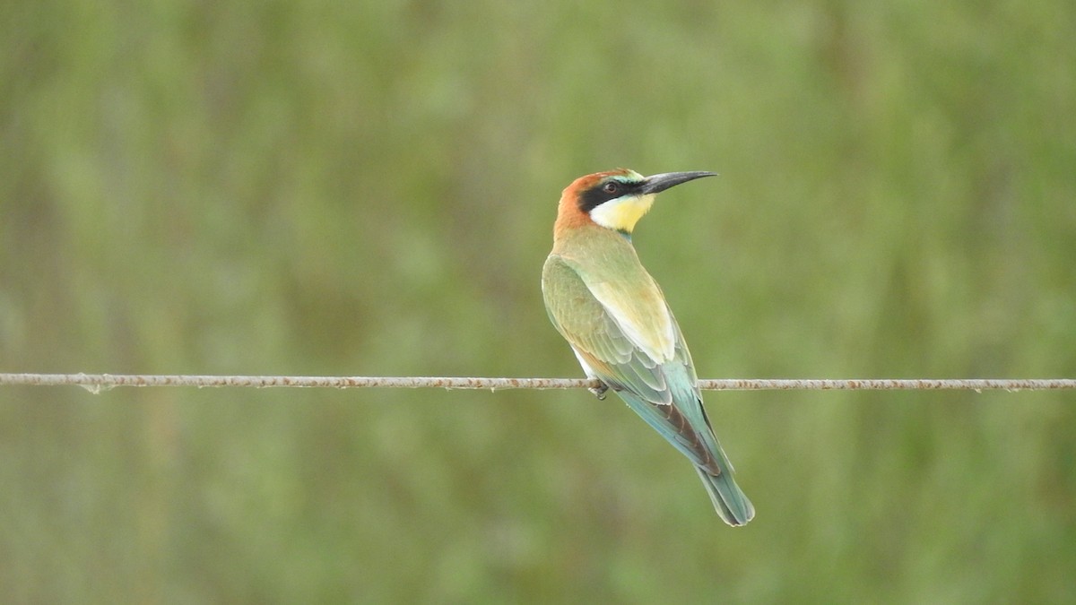 European Bee-eater - Lior Eshdat