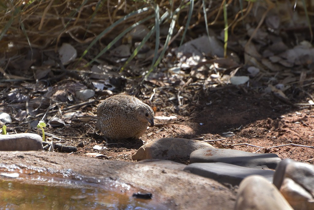 Brown Quail - ML257206691