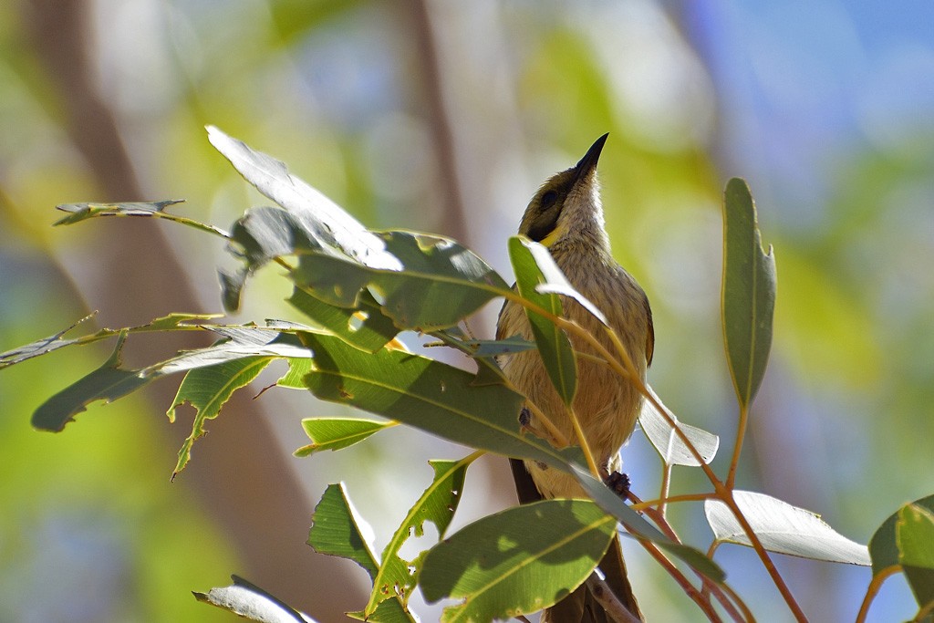 Gray-fronted Honeyeater - ML257206741