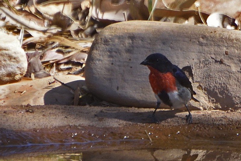 Mistletoebird - ML257206881