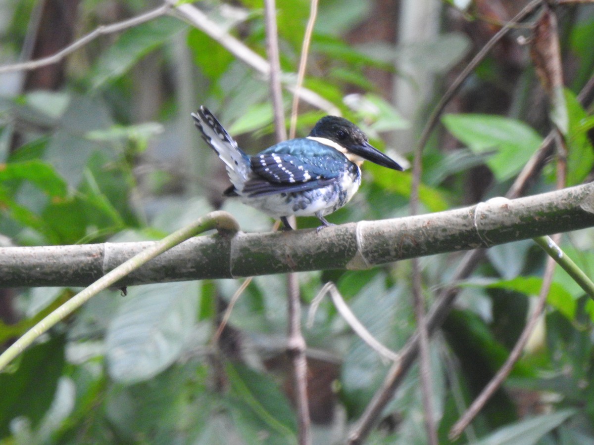 Green Kingfisher - ML257207811