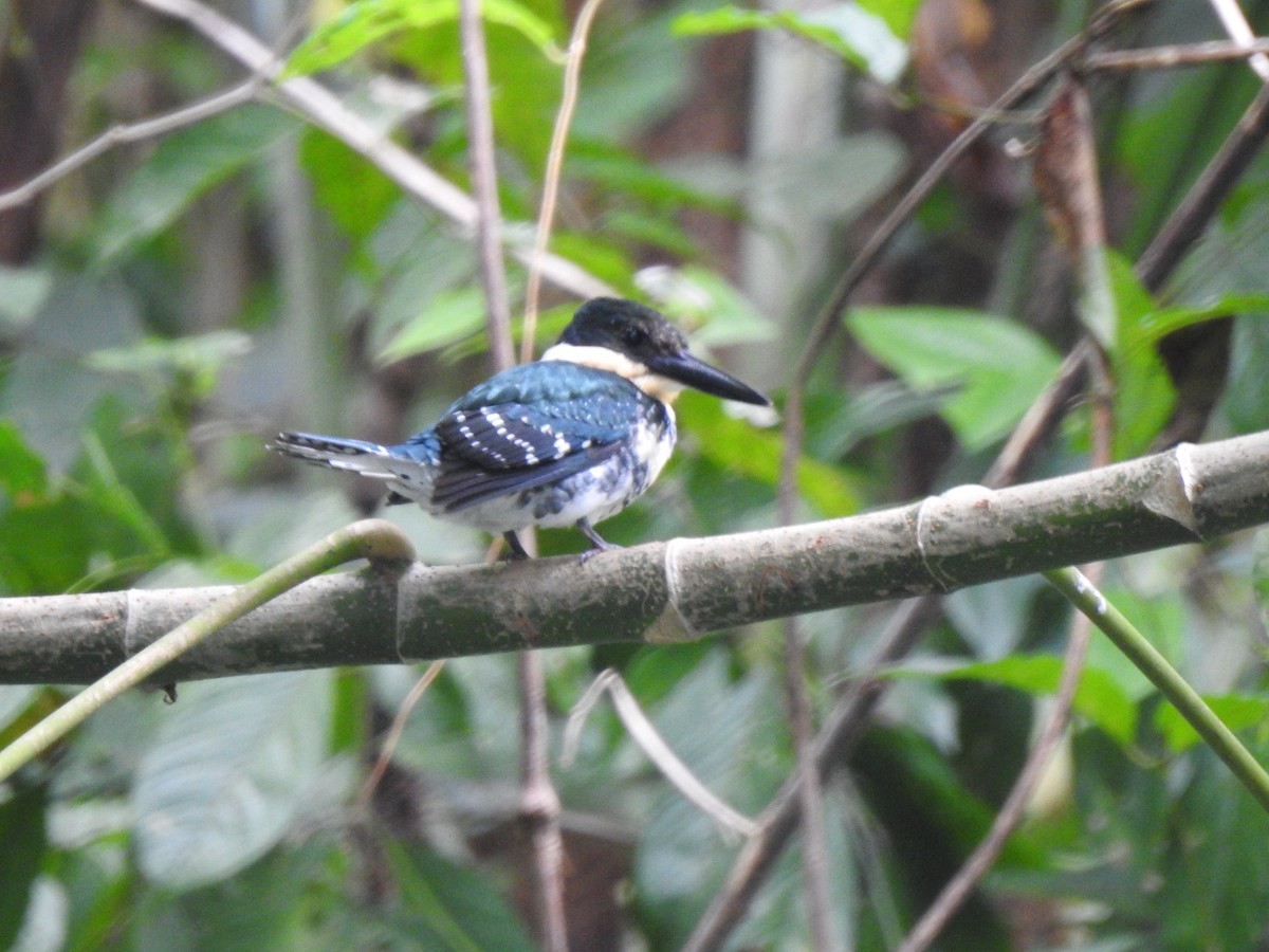 Green Kingfisher - Heidi  Viteri