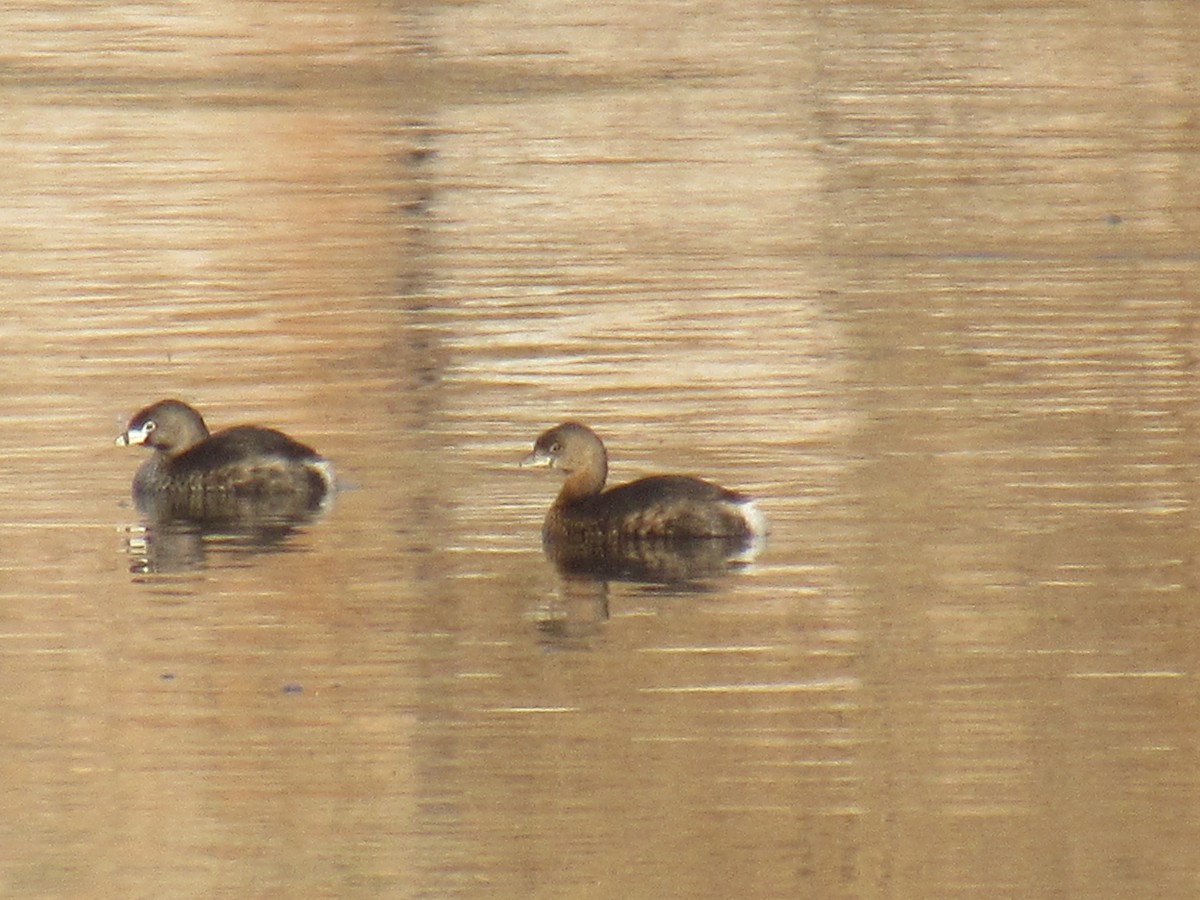 Pied-billed Grebe - ML257209131