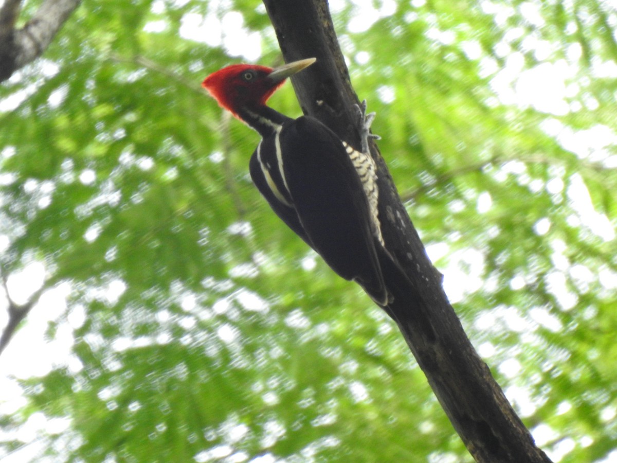 Pale-billed Woodpecker - Heidi  Viteri