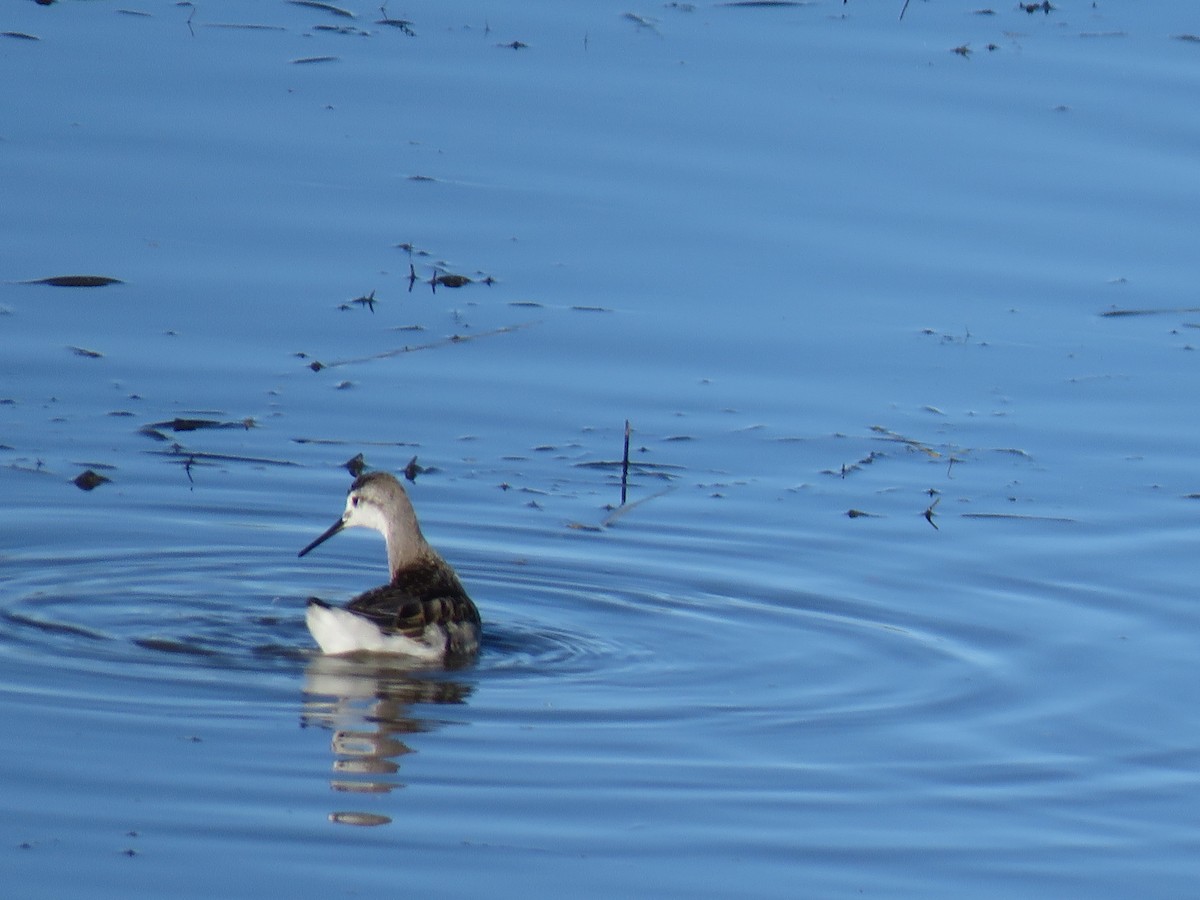 Wilson's Phalarope - Karen Hochgraf