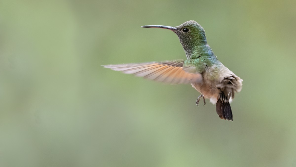 Berylline Hummingbird - Bryan Calk