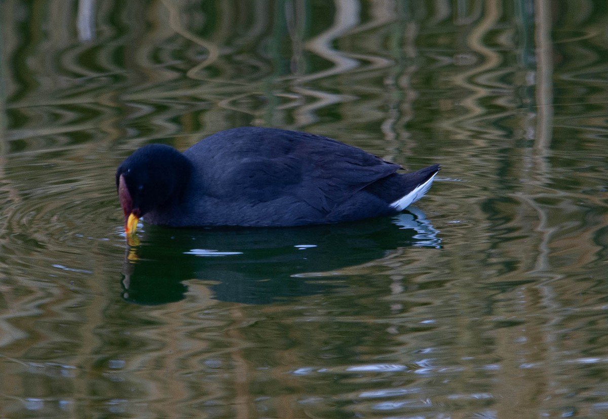 Red-fronted Coot - Santiago Imberti