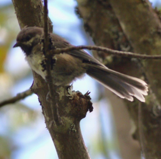 Boreal Chickadee - Paul Clarke