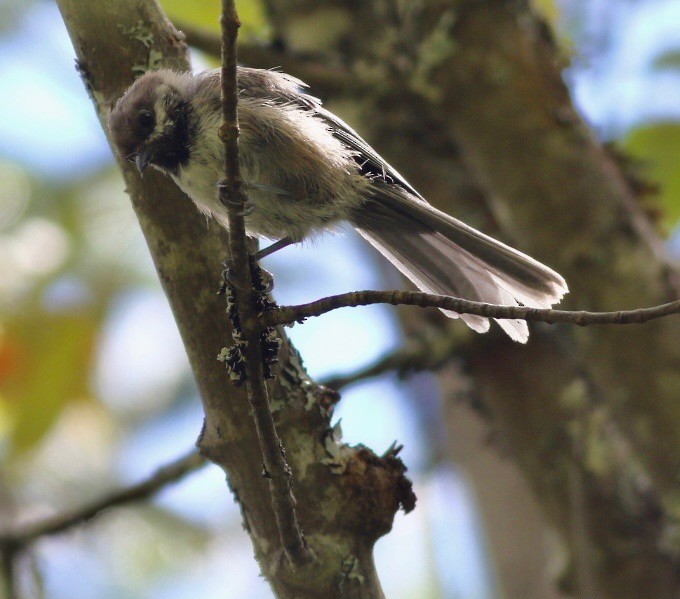 Boreal Chickadee - ML257213401