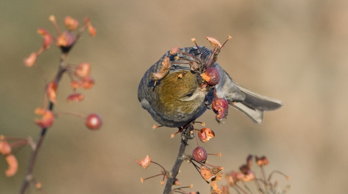 Pine Grosbeak - ML25721351